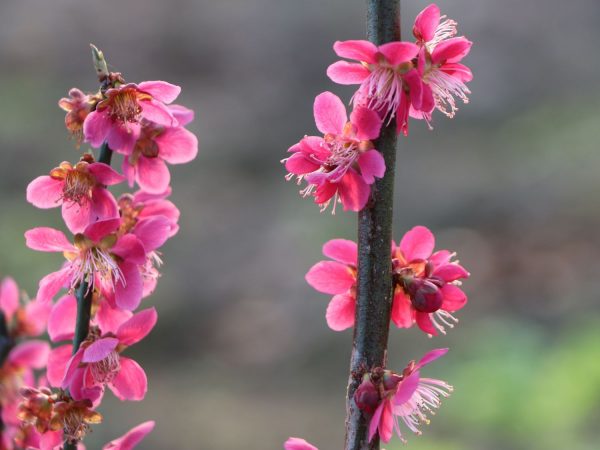 Prunus mume 'Beni-chidori'- Japán díszkajszi - Image 3