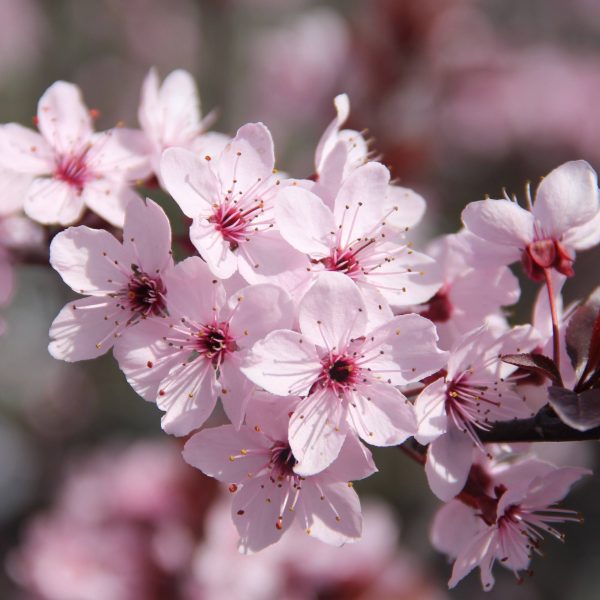 Prunus cerasifera 'Woodii' - Vérszilva