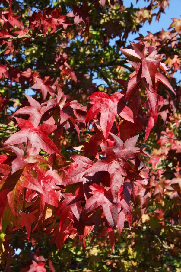 Liquidambar styraciflua 'Lane Roberts' - Ámbrafa