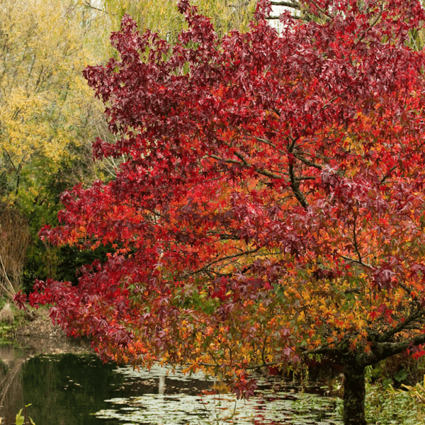 Liquidambar styraciflua 'Lane Roberts' - Ámbrafa - Image 3
