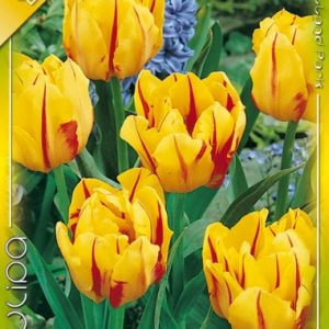 Tulipa Monsella / Teltvirágú korai tulipán