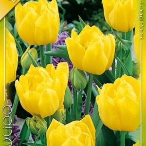 Tulipa Monte Carlo / Teltvirágú korai tulipán
