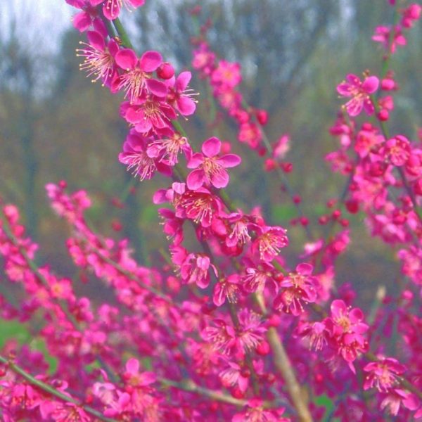 Prunus mume 'Beni-chidori'- Japán díszkajszi