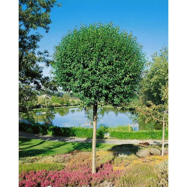 Prunus fruticosa 'Globosa' - Gömb csepleszmeggy