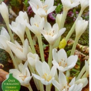 Colchicum autumnale Album / Őszi kikerics fehér