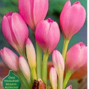 Colchicum Giant / Őszi kikerics