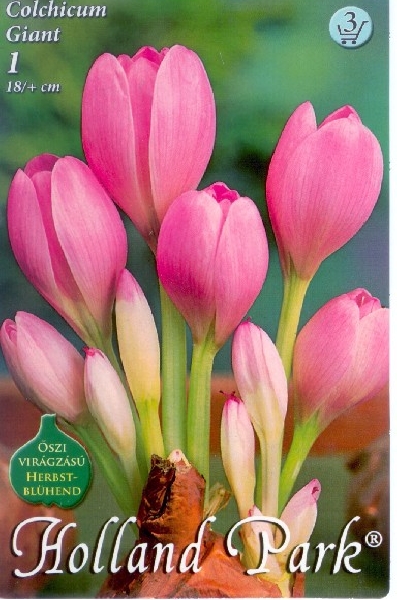 Colchicum Giant / Őszi kikerics