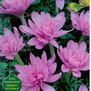 Colchicum Waterlily / Őszi kikerics teltvirágú