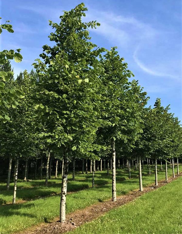 Tilia americana 'Nova' - Amerikai hárs - Image 3