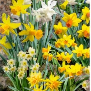 Narcissus Botanical mixed / Nárcisz Törpevirágú mix