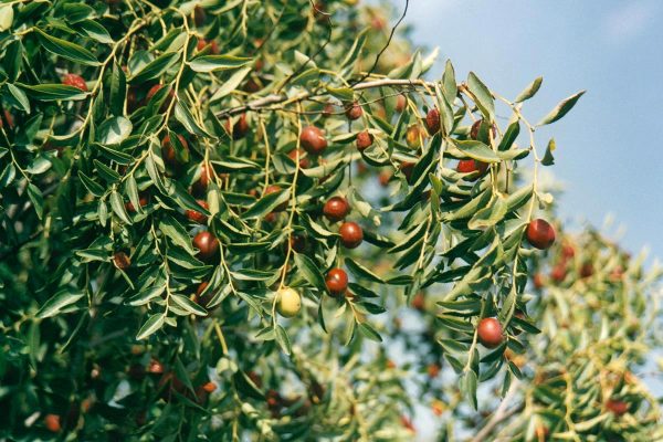 Ziziphus jujuba – Kínai datolya - Image 3