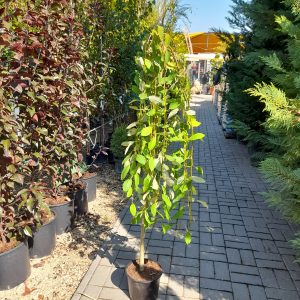 Salix caprea 'Kilmarnock' - Csüngő barkafűz