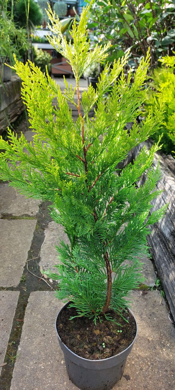 Cupressocyparis leylandii ‘Gold Rider', Aranysárga leylandi ciprus - Image 4