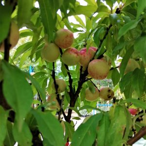 Prunus persica"Pesco Nano"-Törpe őszibarack 9 l-es konténerben