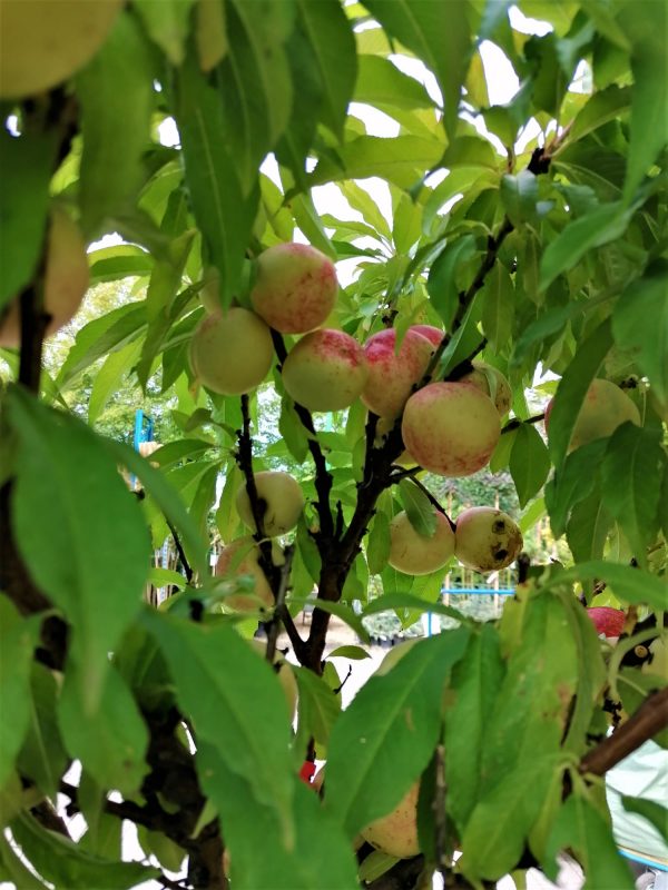 Prunus persica"Pesco Nano"-Törpe őszibarack 9 l-es konténerben