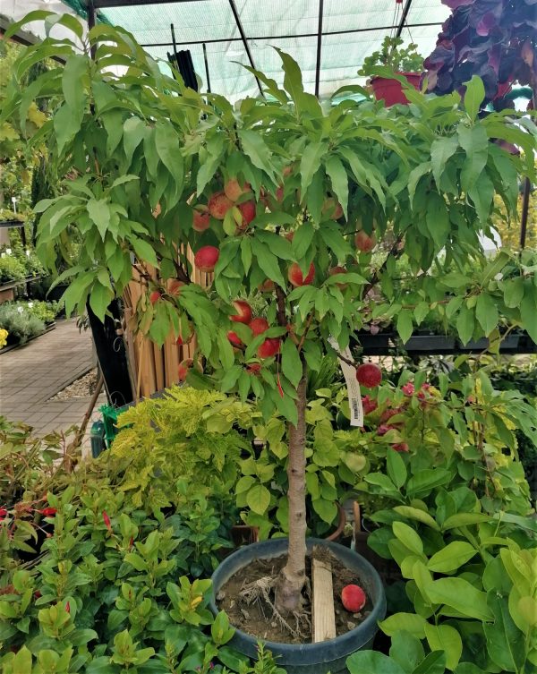Prunus persica"Pesco Nano"-Törpe őszibarack 9 l-es konténerben - Image 3
