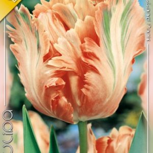 Tulipa Apricot Parrot / Papagájvirágú tulipán