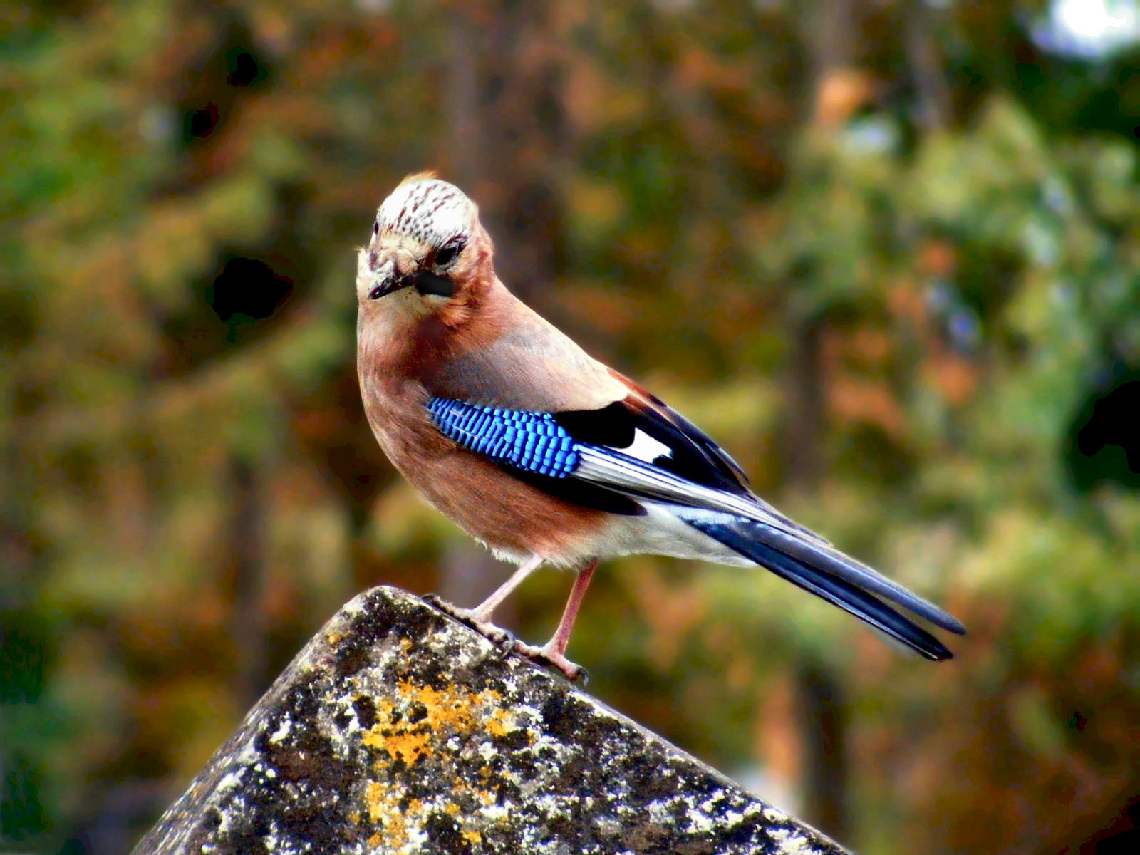 🐦Téli madáretetés!🐦