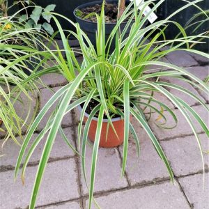 Tarka levelű sás(Carex morrowii 'Ice Dance')