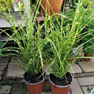 Miscanthus sinensis 'Zebrinus' - Zebrafű
