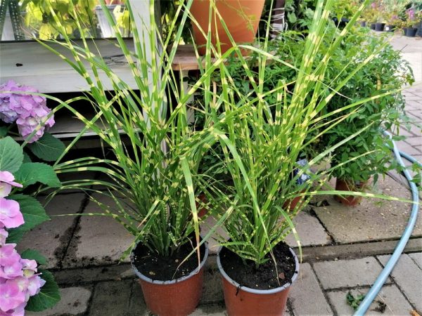 Zebrafű (Miscanthus sinensis 'Zebrinus')