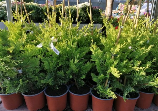 Cupressocyparis leylandii ‘Gold Rider', Aranysárga leylandi ciprus - Image 3