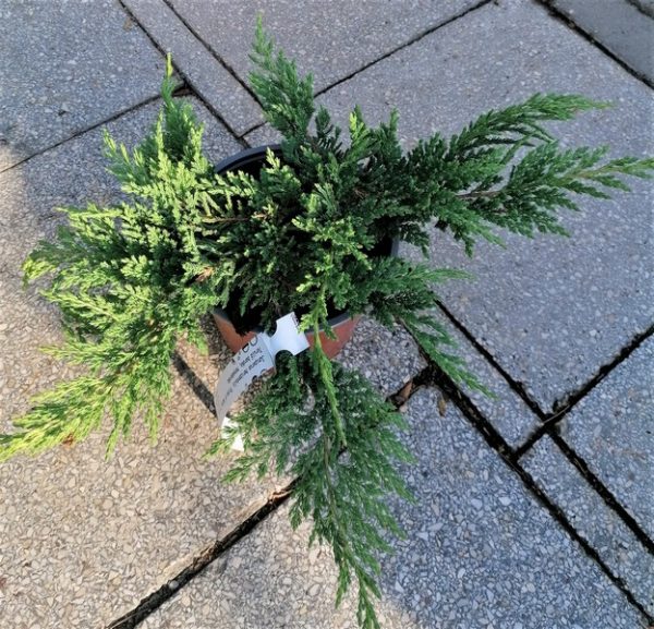 JUNIPERUS HORIZONTALIS 'PRINCE OF WALES'-Terülőboróka