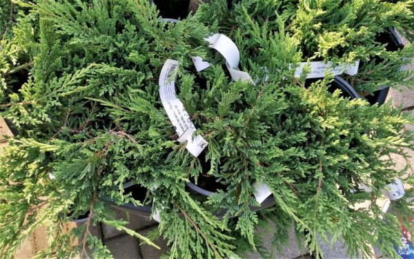 JUNIPERUS HORIZONTALIS 'PRINCE OF WALES'-Terülőboróka - Image 4