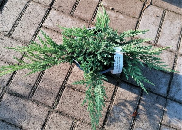 JUNIPERUS HORIZONTALIS 'PRINCE OF WALES'-Terülőboróka - Image 3