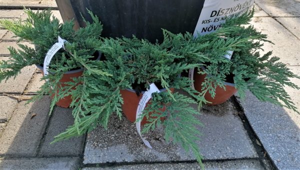 JUNIPERUS HORIZONTALIS 'PRINCE OF WALES'-Terülőboróka - Image 7