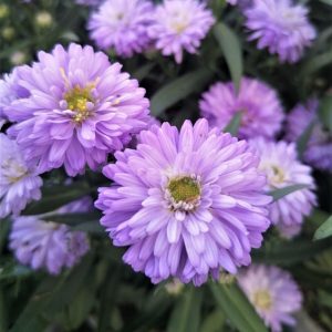Aster dumosus - Őszirózsa