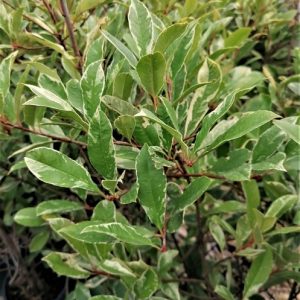 Photinia x fraseri 'Pink Marble' - korallberkenye kb. 100/120 cm + konténer