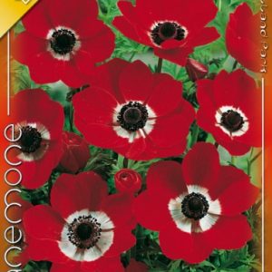Anemone de Caen Hollandia - Koronás piros szellőrózsa