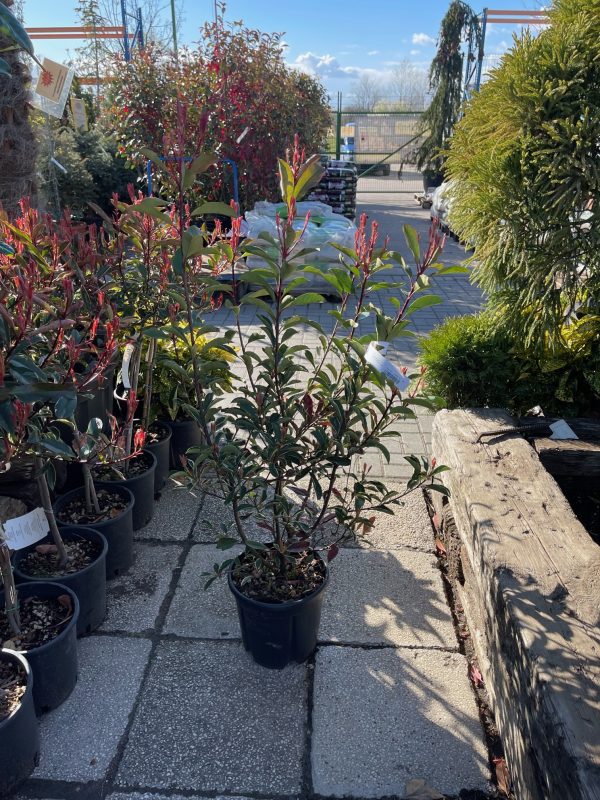 Photinia x fraseri 'Pink Marble' - korallberkenye kb. 100/120 cm + konténer - Image 3