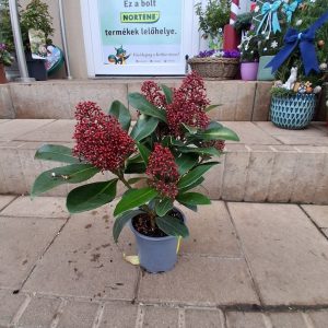 Skimmia japonica Rubella / Japán dérbabér