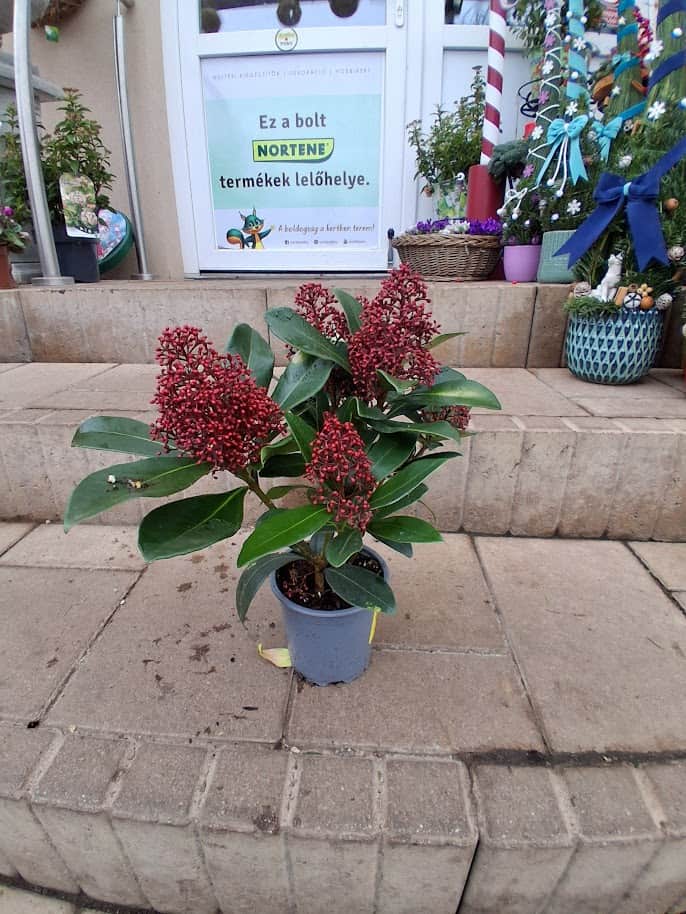 Skimmia japonica Rubella / Japán dérbabér