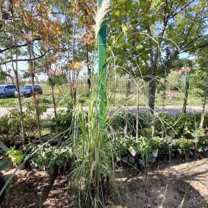 Cortaderia selloana pampafű