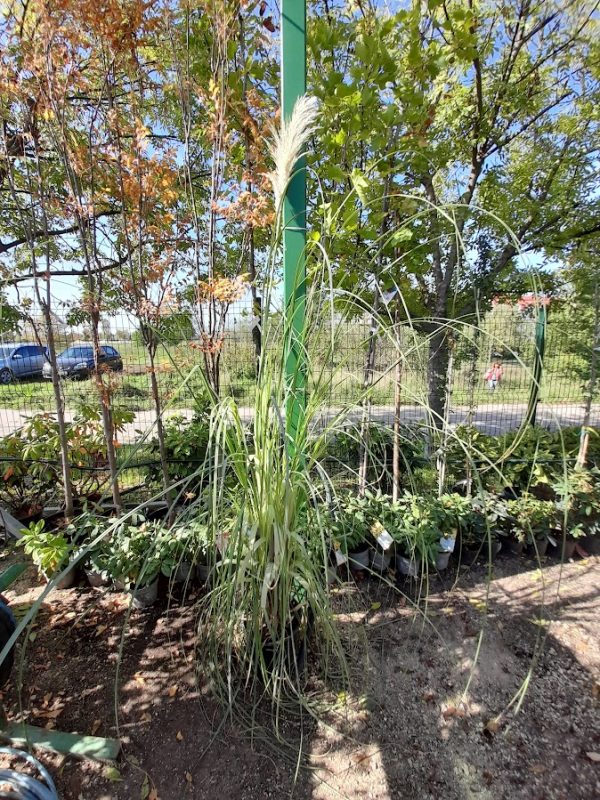 Cortaderia selloana  pampafű
