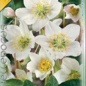 Helleborus niger Hunyor