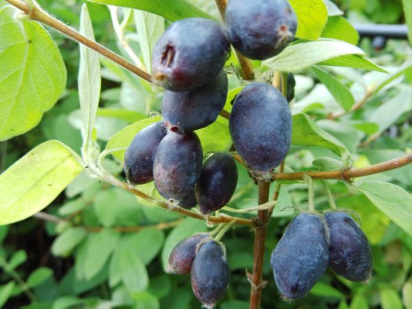 Lonicera caerulea var. kamtschatica "Zojka"- Kamcsatkai mézbogyó