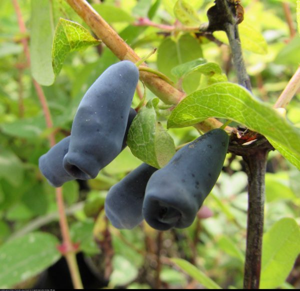 Lonicera kamtschatica "Wojtek"- Kamcsatkai mézbogyó