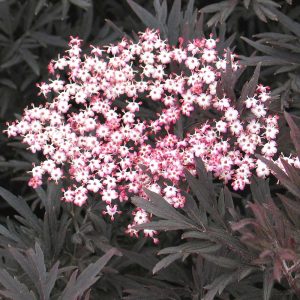 Sambucus nigra 'Black Lace' - Bordó levelű bodza