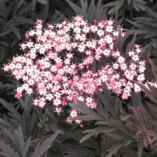 Sambucus nigra 'Black Lace' - Bordó levelű bodza