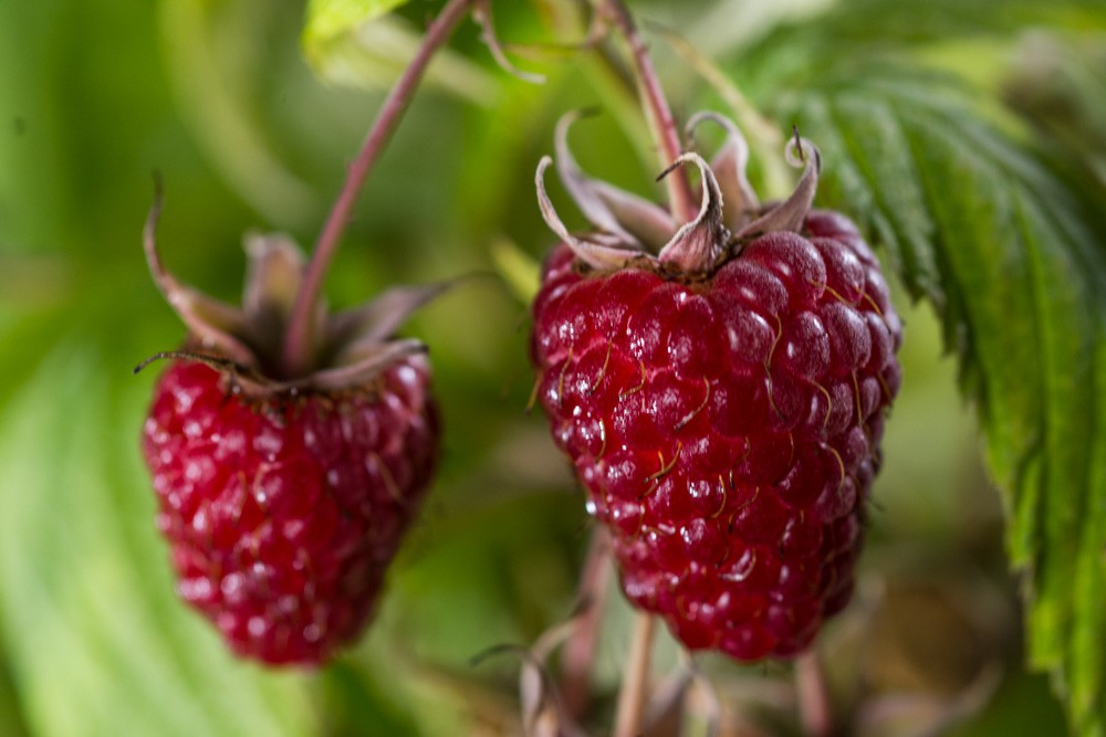 Rubus idaeus Zefa III - Málna