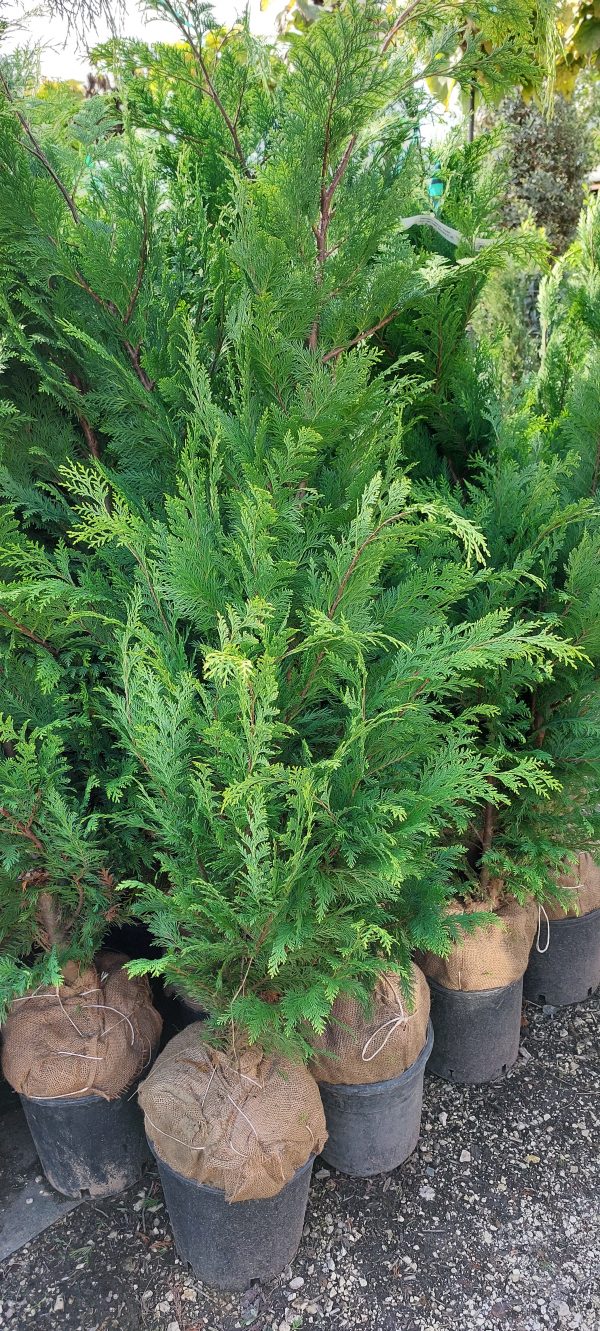 Chamaecyparis lawsoniana 'Stardust' - Arany oregoni hamisciprus