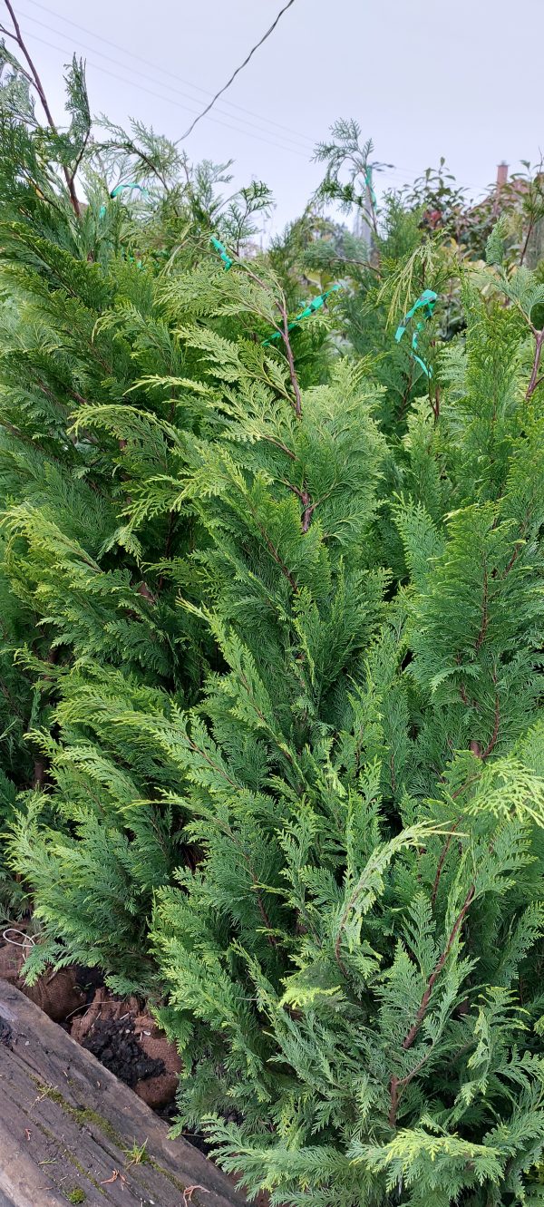 Chamaecyparis lawsoniana 'Stardust' - Arany oregoni hamisciprus - Image 3
