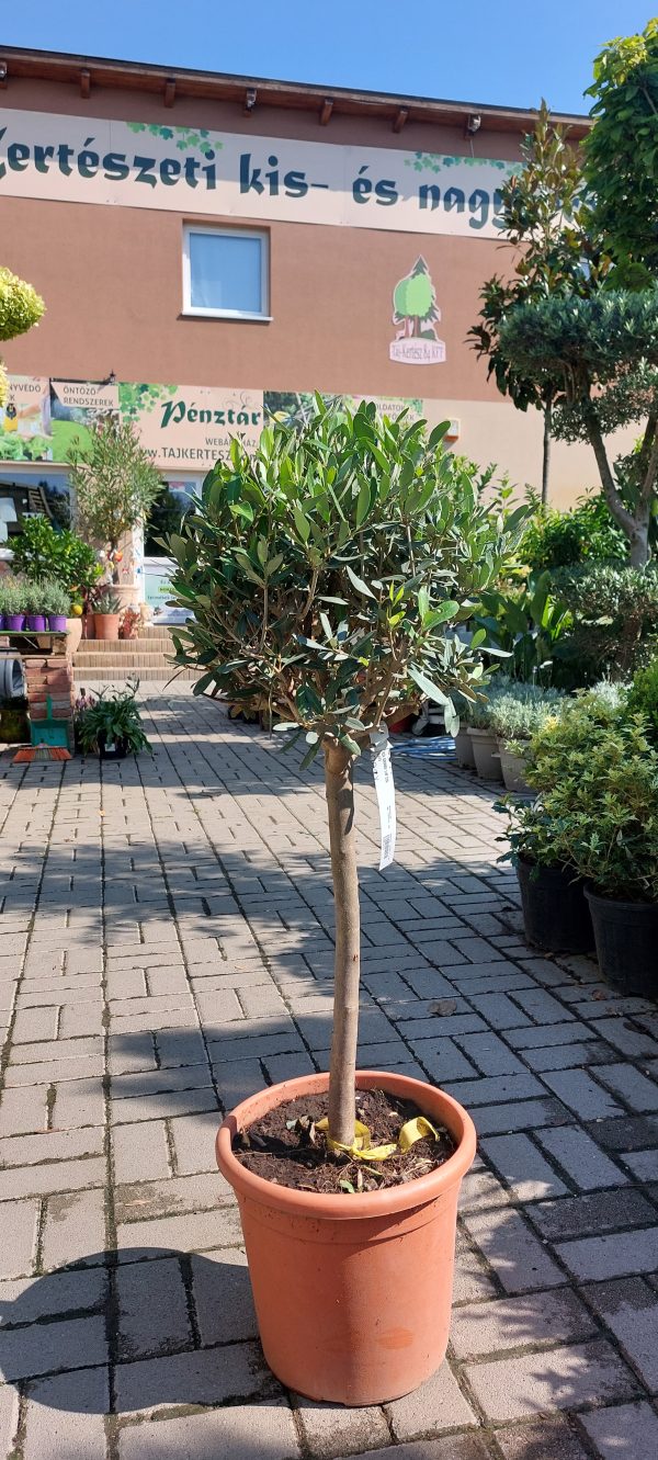 Oliva- OLEA EUROPEA törzses 100cm - Image 4