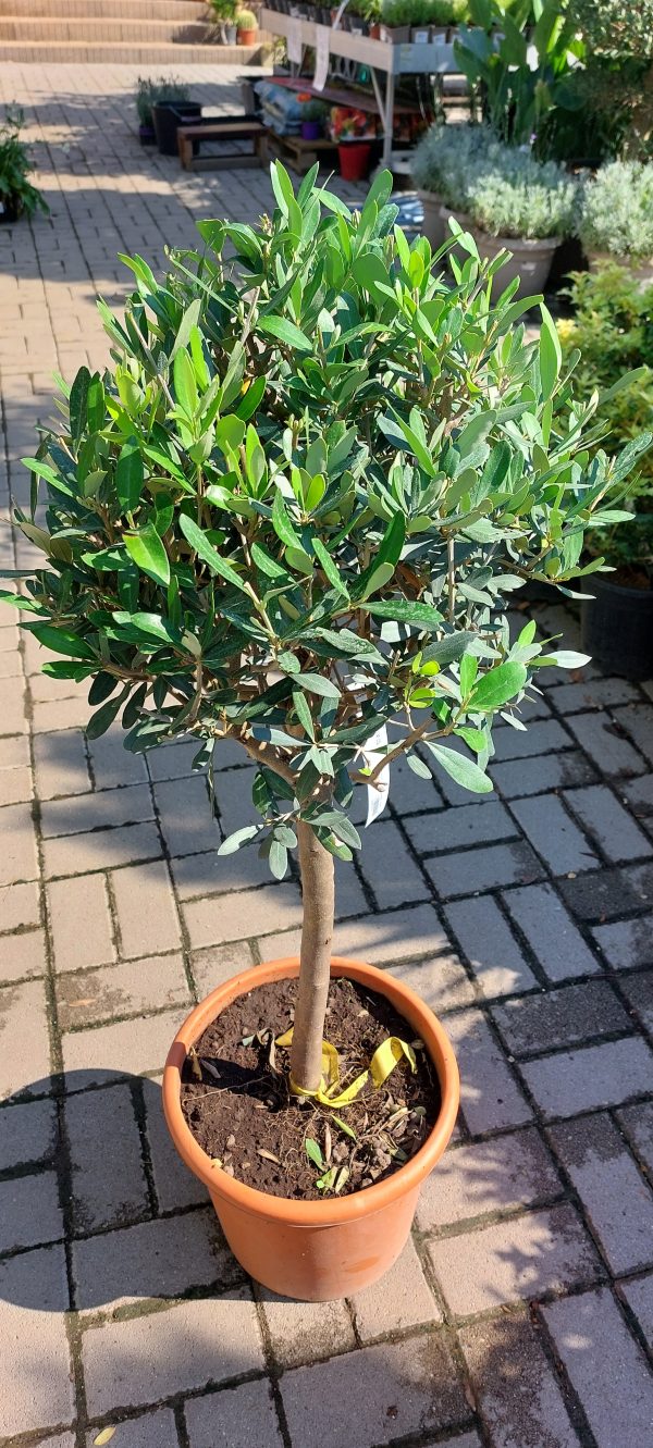 Oliva- OLEA EUROPEA törzses 80cm