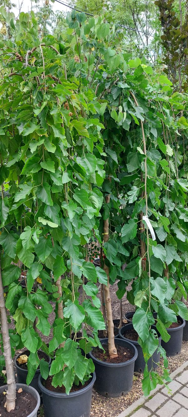 Morus alba 'Pendula 'Csüngő ágú eperfa