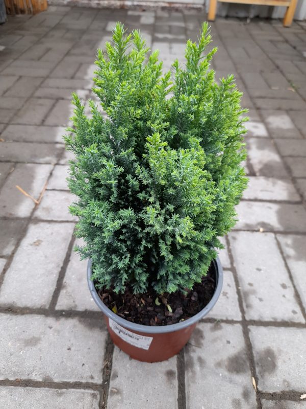 Chamaecyparis lawsoniana 'Ellwood's Gold'- Arany hamisciprus - Image 3